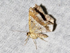 Chiasmia confuscata