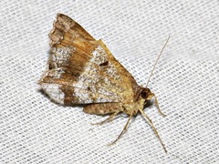 Chiasmia confuscata