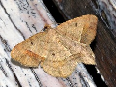 Chiasmia confuscata