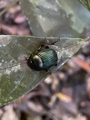 Chalcocopris hesperus