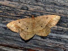 Chiasmia confuscata