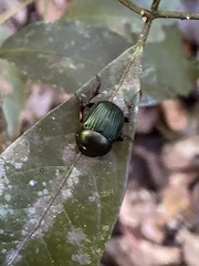 Chalcocopris hesperus