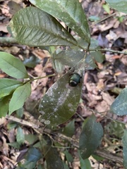 Chalcocopris hesperus