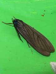 Prosopidia