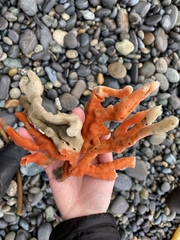 Clathria