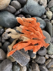 Clathria