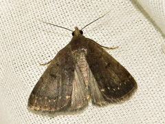 Nodaria nodosalis