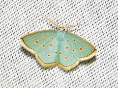 Comostolopsis stillata stillata