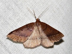 Drepanogynis cnephaeogramma