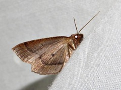 Drepanogynis cnephaeogramma