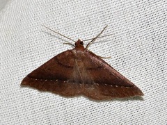 Drepanogynis cnephaeogramma