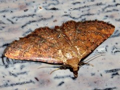 Cerynea thermesialis