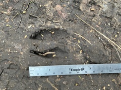 Odocoileus virginianus texanus