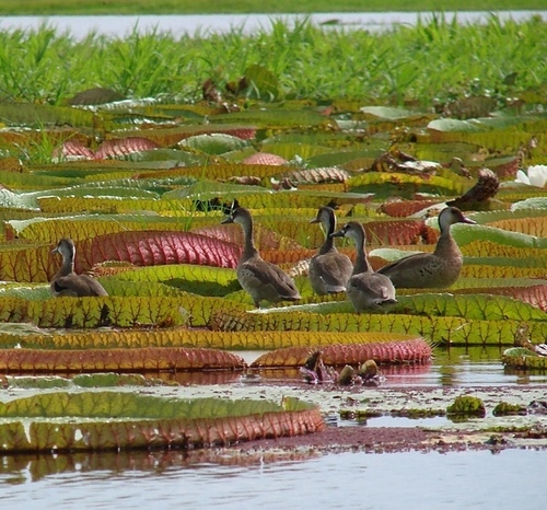 Victoria amazonica