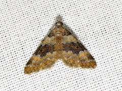 Piercia perizomoides