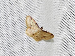Idaea squamulata