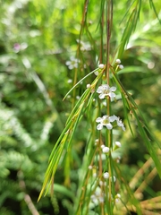 Baeckea linifolia