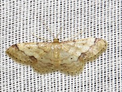 Idaea squamulata