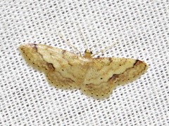 Idaea squamulata