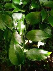 Sarcococca ruscifolia