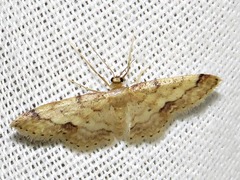 Idaea squamulata