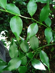 Sarcococca ruscifolia