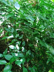 Sarcococca ruscifolia