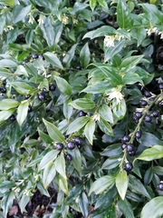 Sarcococca confusa