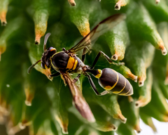 Polybia ruficeps xanthops