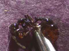 Chelaner antarcticus