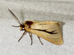 Estigmene multivittata