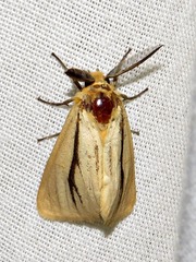 Estigmene multivittata