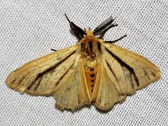 Estigmene multivittata