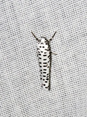 Yponomeuta strigillatus