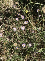 Erigeron foliosus