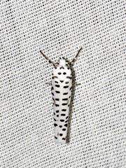 Yponomeuta strigillatus