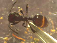 Chelaner antarcticus