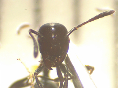 Chelaner antarcticus