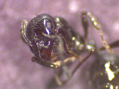 Chelaner antarcticus