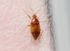 Alloeotomus gothicus