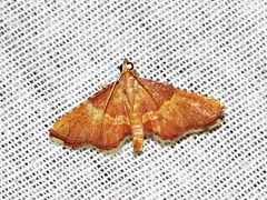 Endotricha erythralis