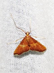 Endotricha erythralis