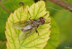 Hylemya vagans