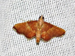 Endotricha erythralis