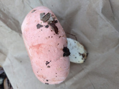 Russula hixsonii