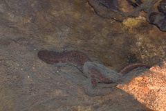 Desmognathus conanti