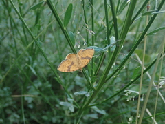 Chrysolarentia polyxantha