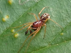 Pachygnatha listeri