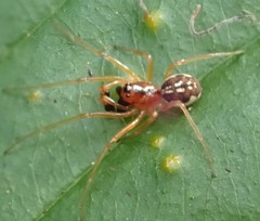 Pachygnatha listeri