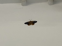 Dysphania subrepleta